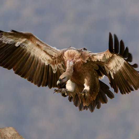 【永久破解版】无需注册的飞跃科技